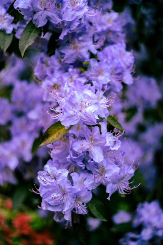 a large group of purple flowers with green leaves