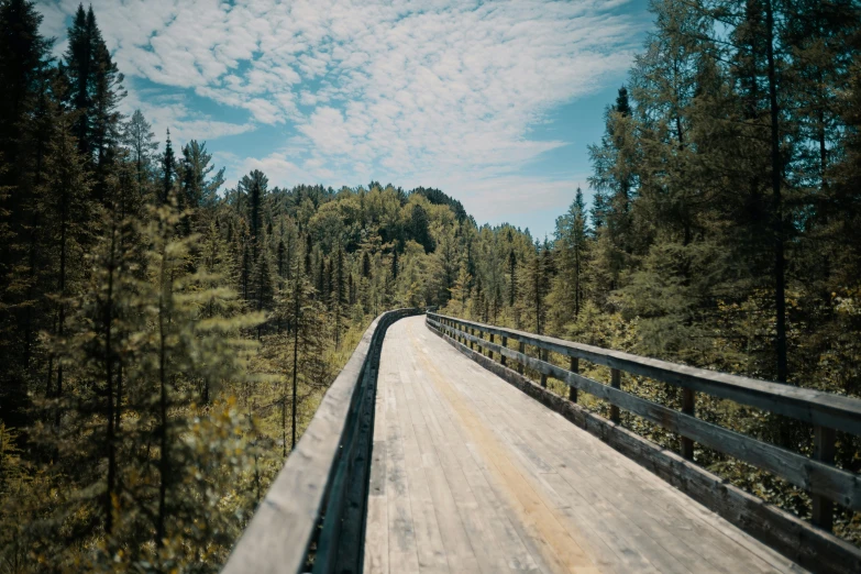 there is a road through the woods