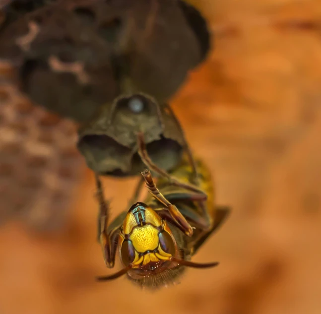 close up of two yellow insect on top of another