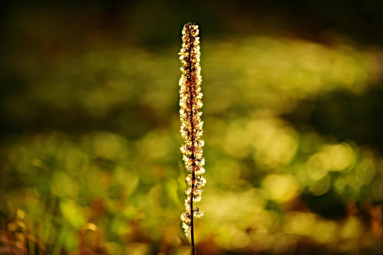 an odd looking plant with lots of tiny beads on it