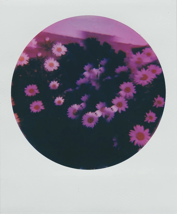 there is a picture of flowers from a polaroid