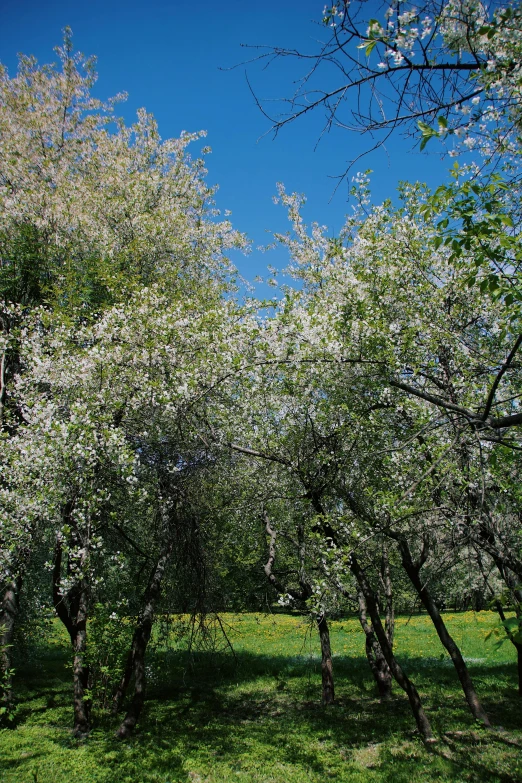 a large green field filled with trees covered in flowers