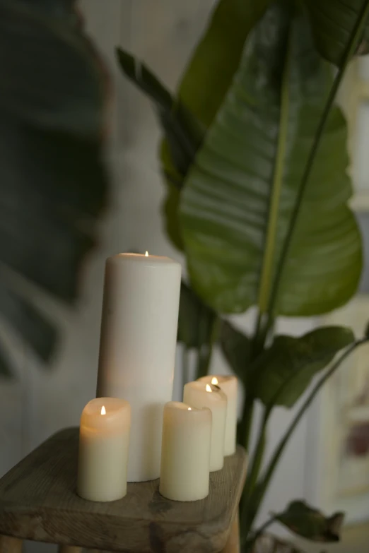 four candles sitting on a table beside a plant