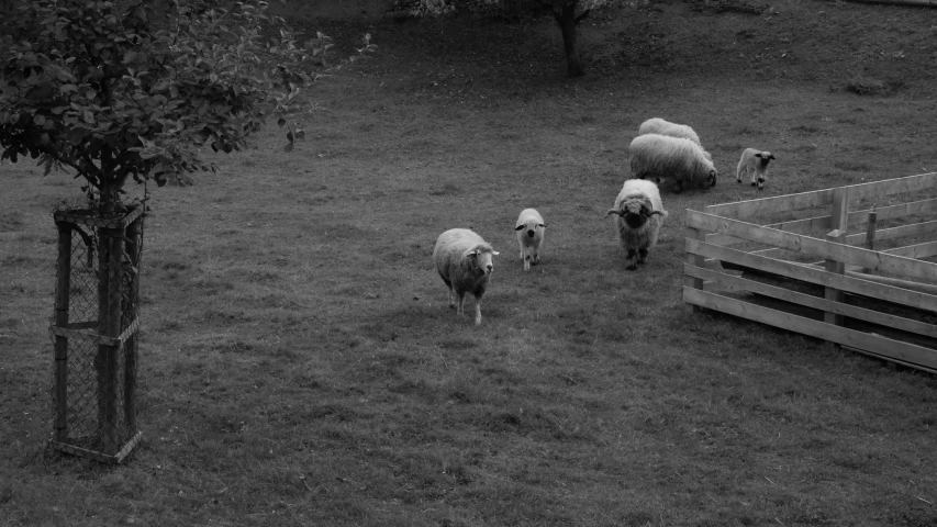 a herd of sheep walking along a lush green field