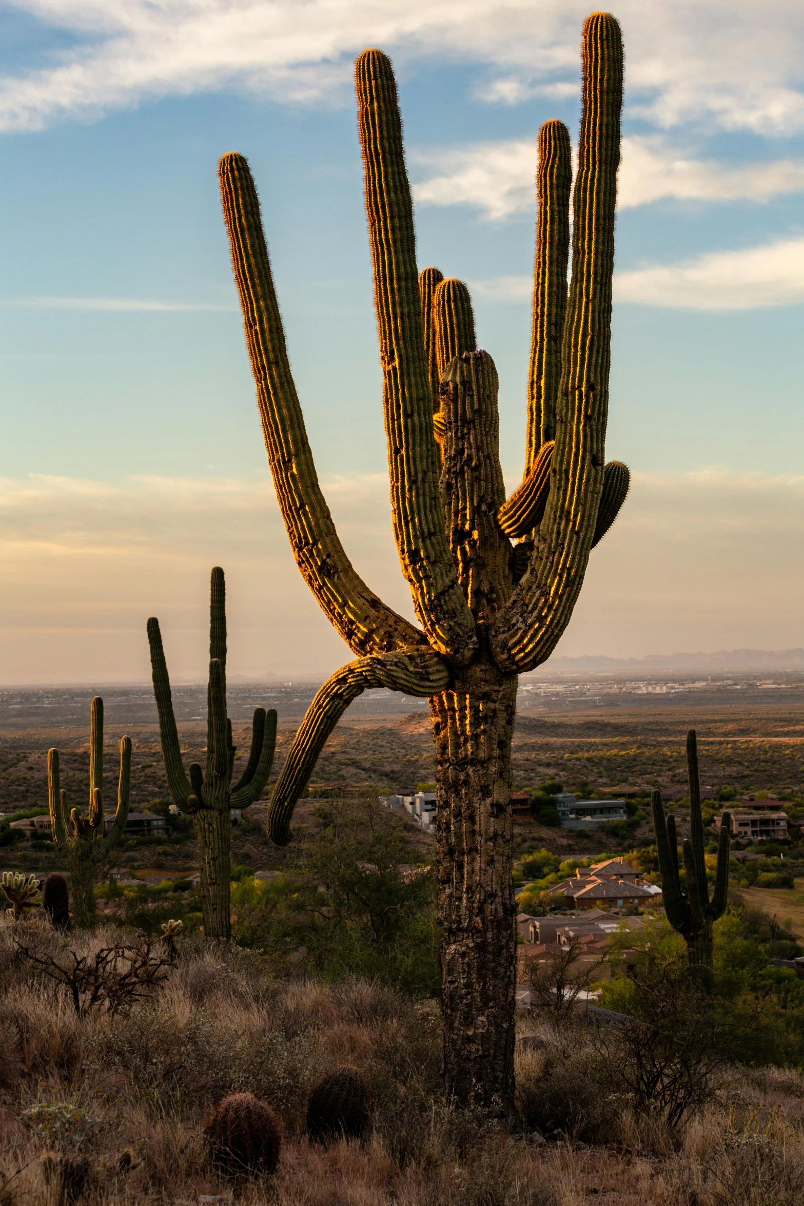 there is a cactus in the foreground with the sun shining on the horizon