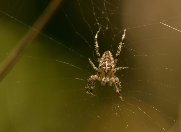 spider sitting on it's back side in its web