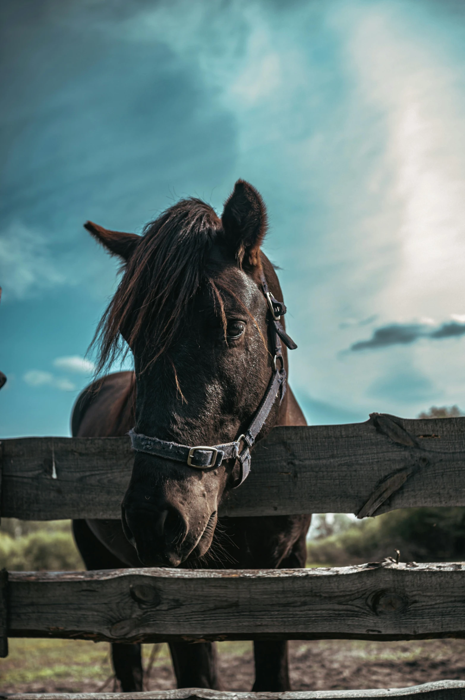 brown horse standing behind a wooden fence