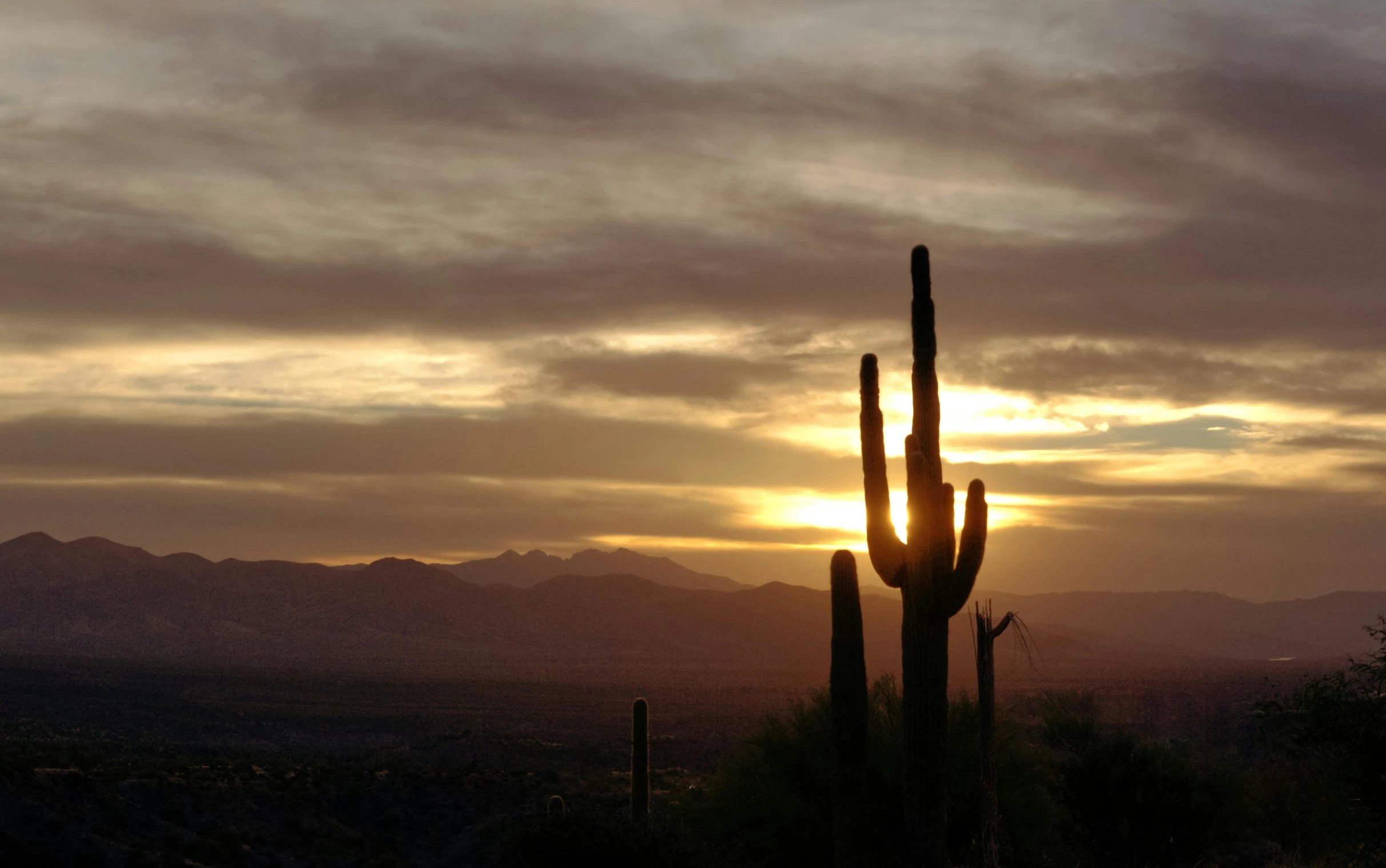 a saguara at sunset with the sun in the background