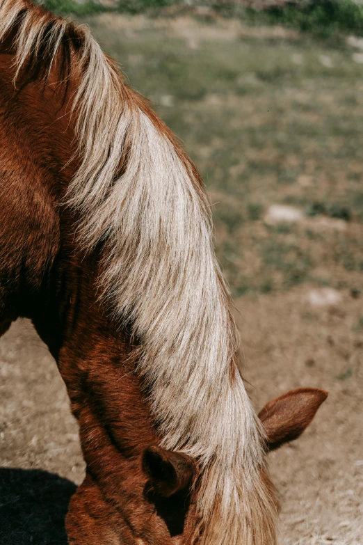 a brown horse with blonde hair grazing on grass