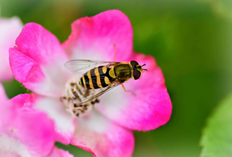 a bee pollinating flowers in the garden