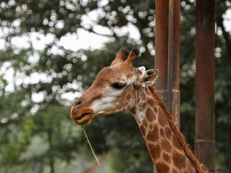 a giraffe eating a piece of green grass from a tall pole