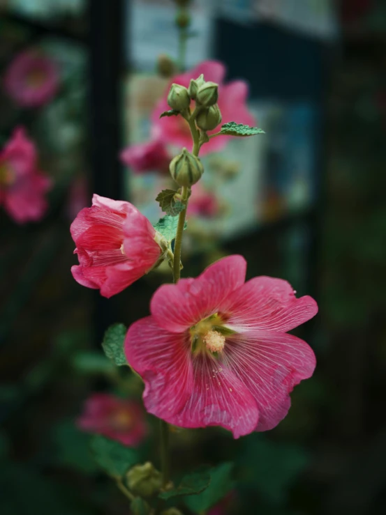 pink flower with a black background