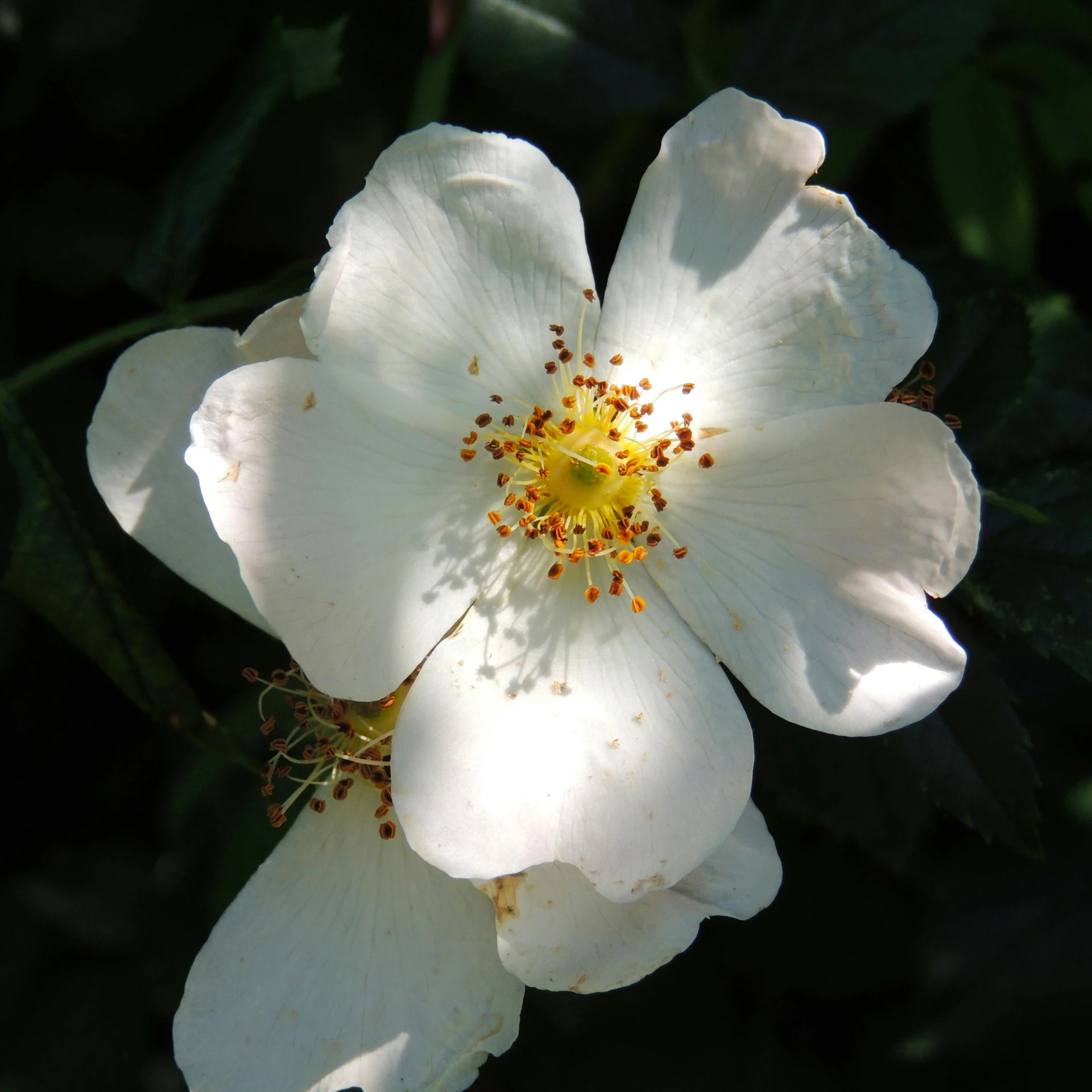 a white flower with yellow center surrounded by green leaves