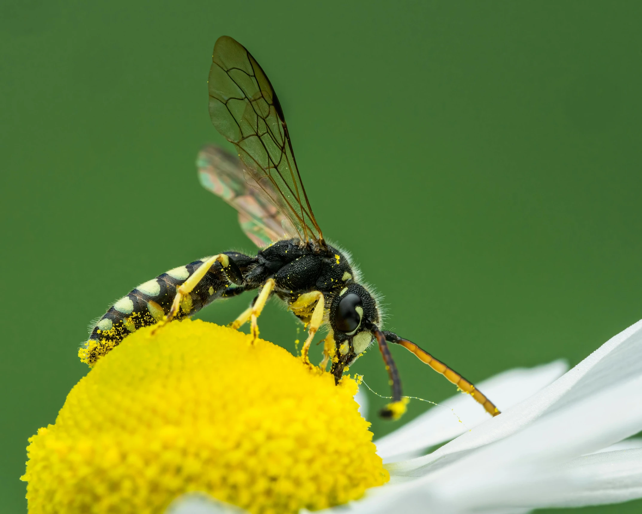 the insect is sitting on top of the white daisy