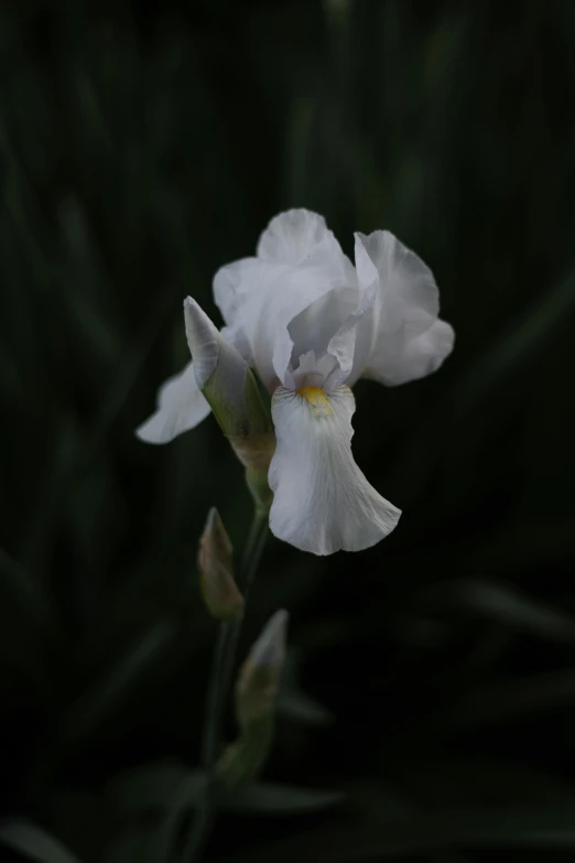 an image of a white iris on a black background