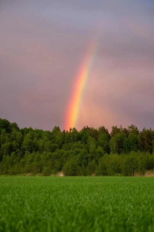 a single rainbow appears over a lush green field