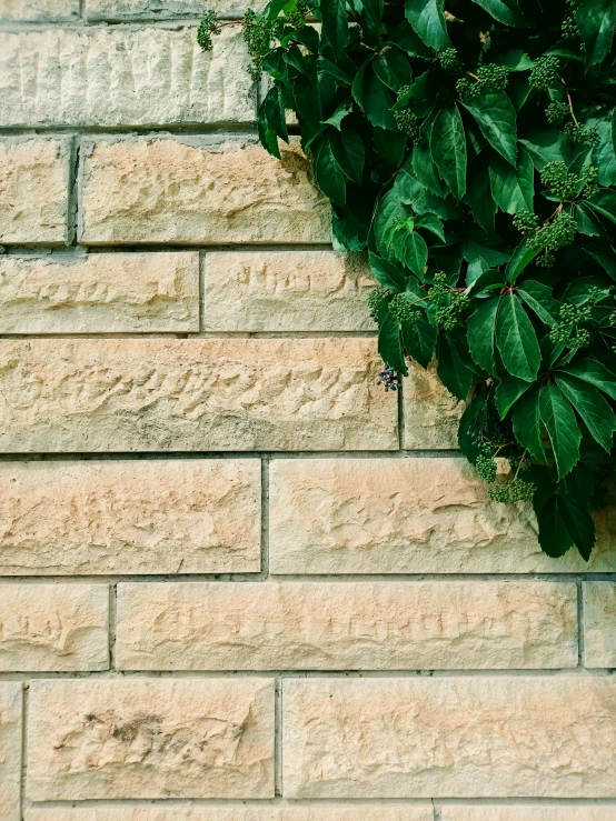 the plant is growing on top of the brick wall