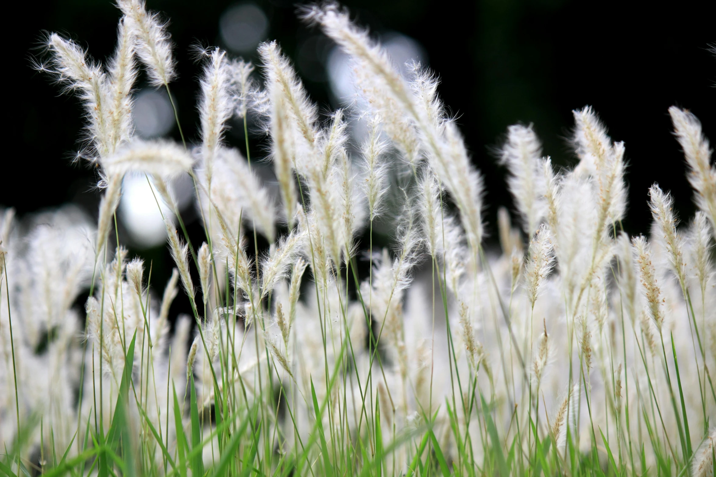 an image of plants that have lots of white flowers