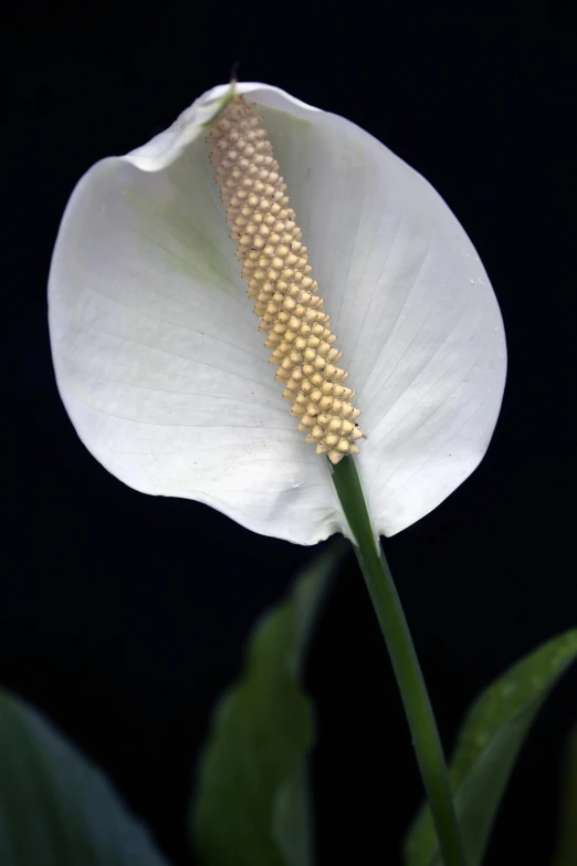 a white flower with some leaves growing out of it