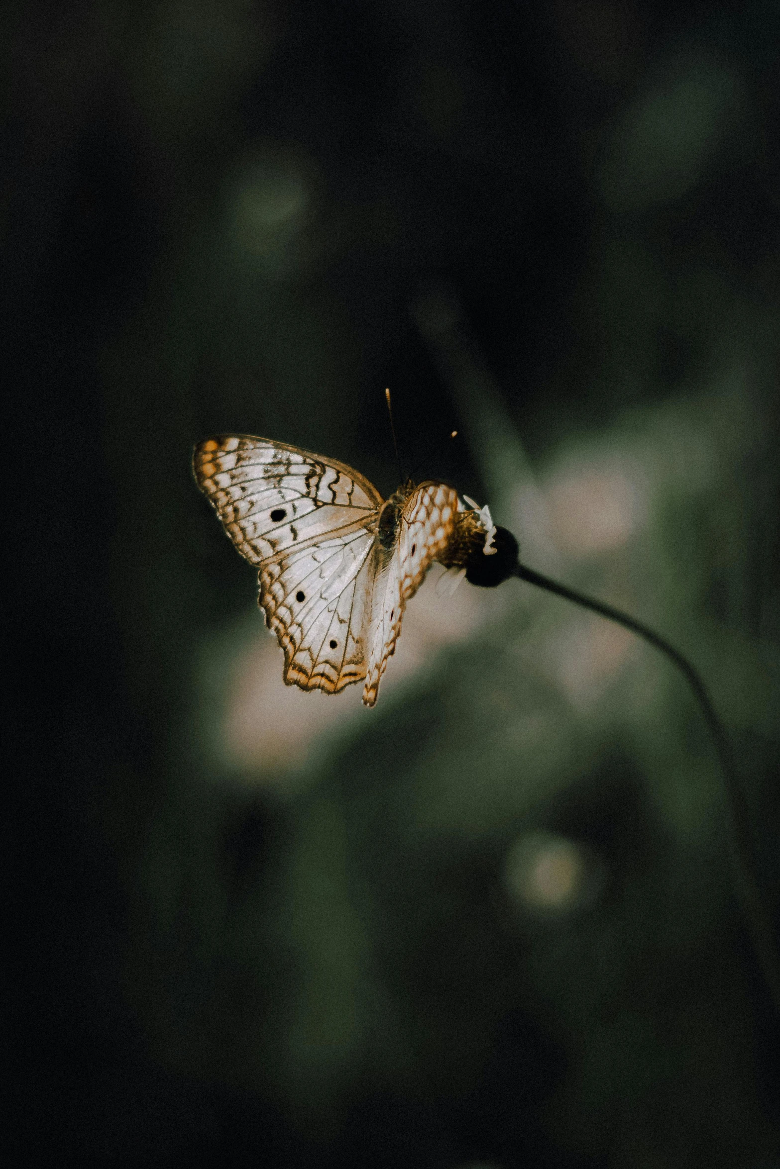 a white erfly sitting on top of a leaf