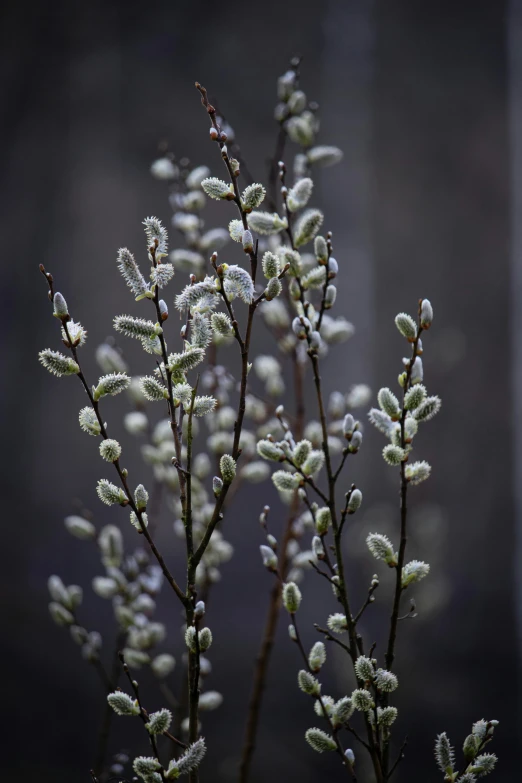 flowers that are growing together near one another