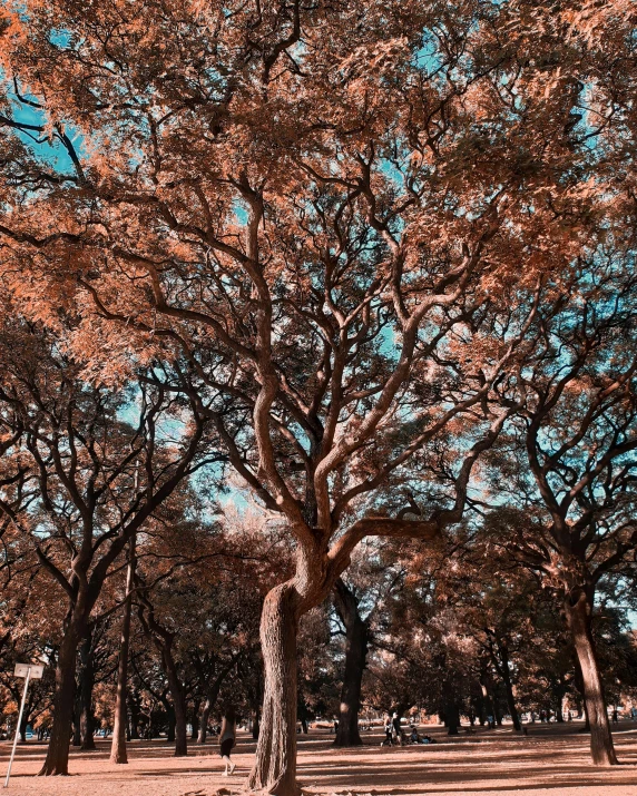 the tree in front of the fence is displaying the orange color