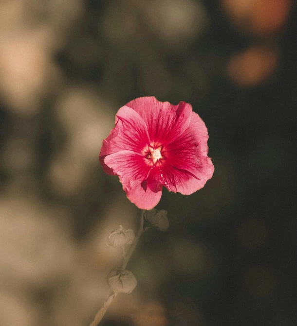 a single pink flower sitting in front of a black background