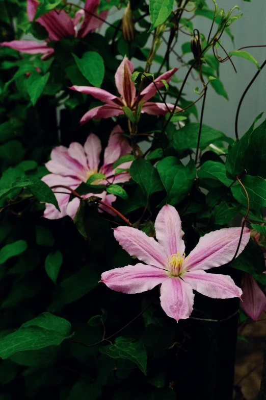 some very pretty flowers by some green plants