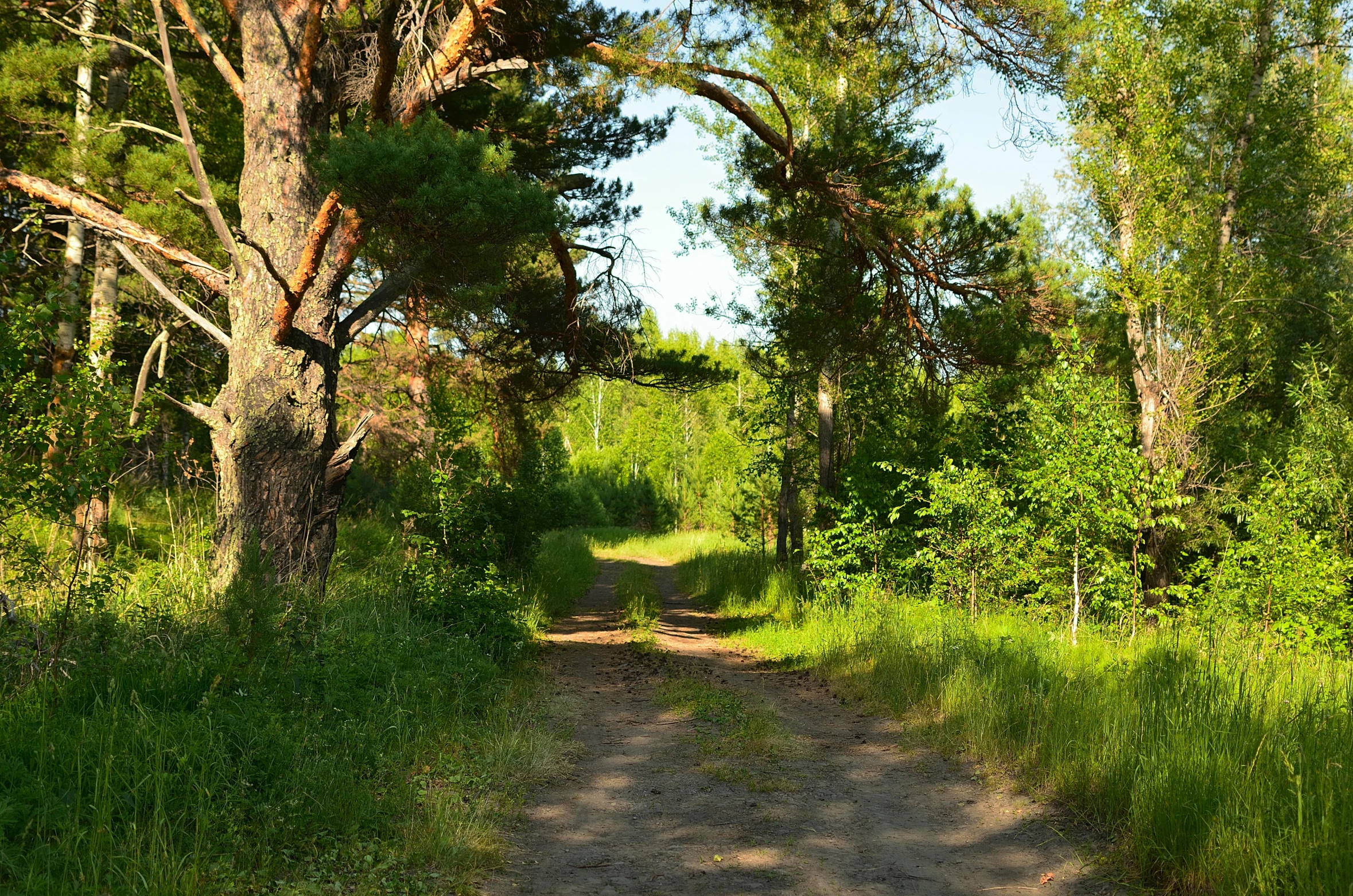 a dirt path near trees and grass with the sign showing