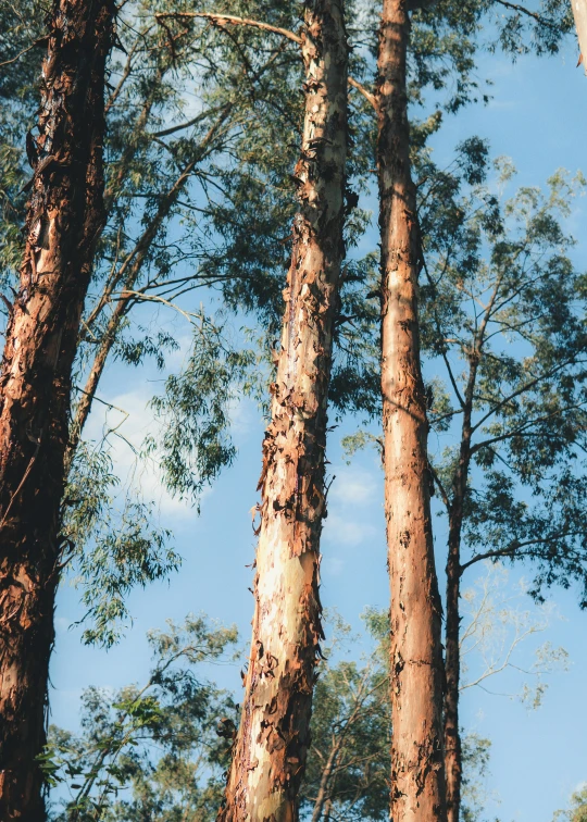 several tall trees with a few green leaves on it