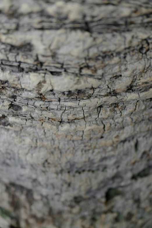 a close up picture of the bark of a tree