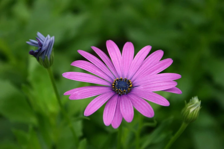 close up of purple flowers with one flower bud