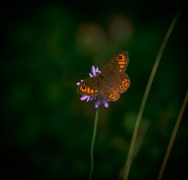 two erflies are on top of a purple flower