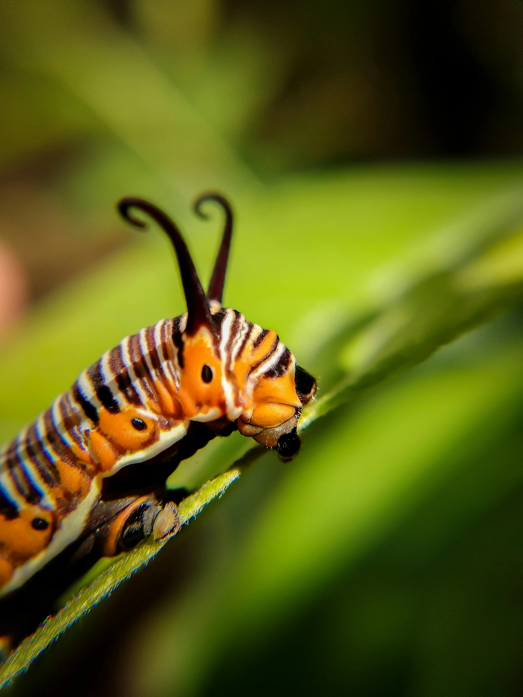 a caterpillar with multiple lines of orange, black and white