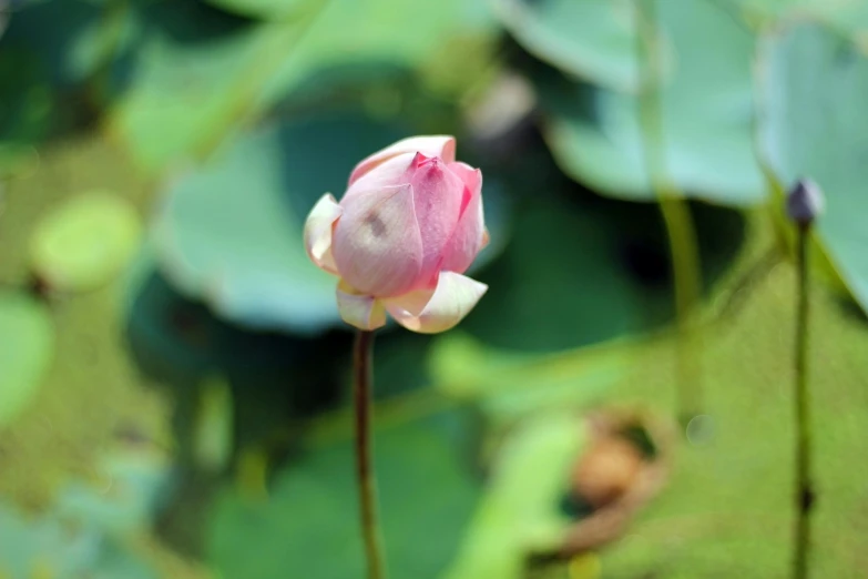 a single pink lotus blossom in a field with green foliage