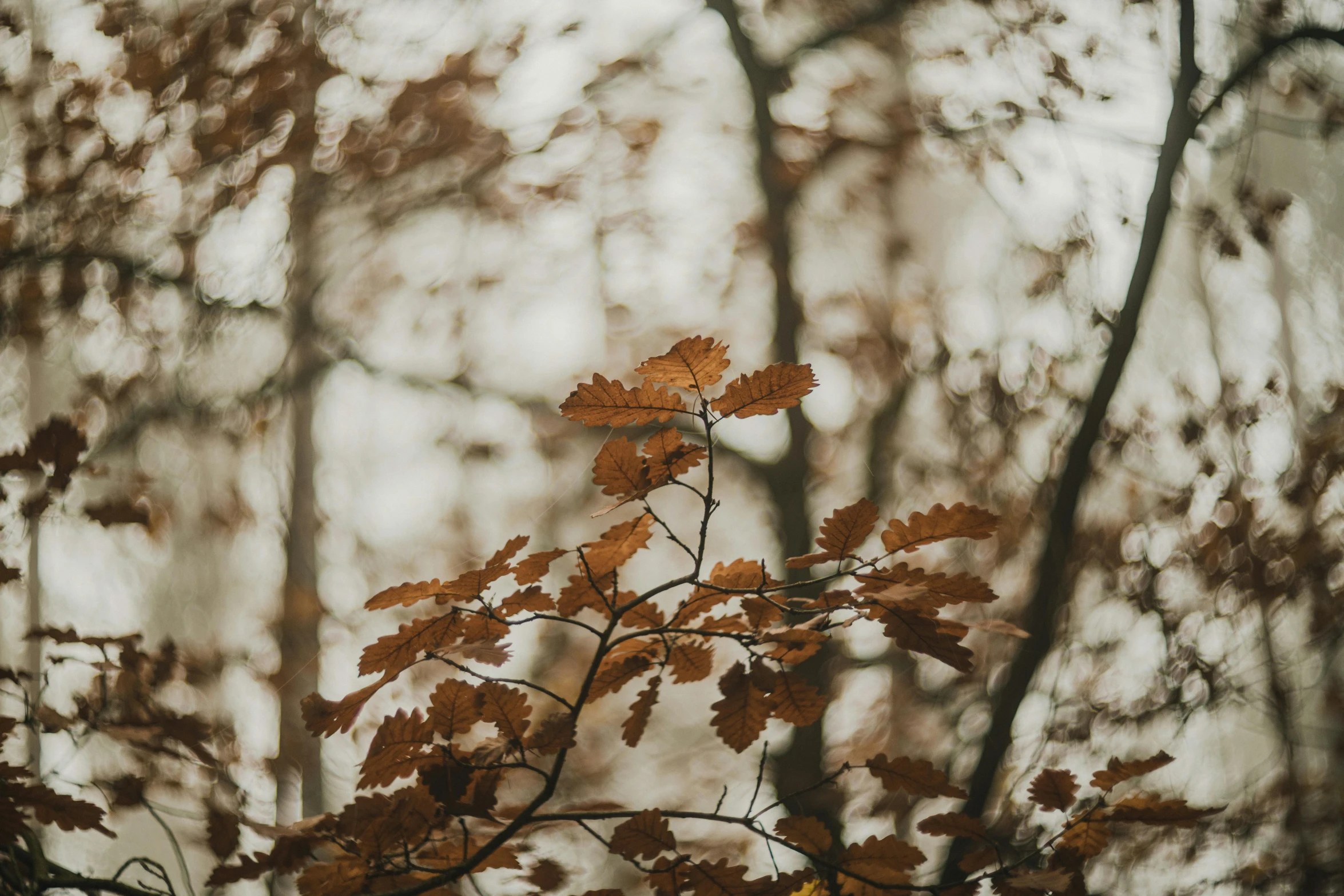 the tree with many brown leaves is standing out in the woods