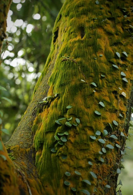 a green mossy tree with tiny leaves