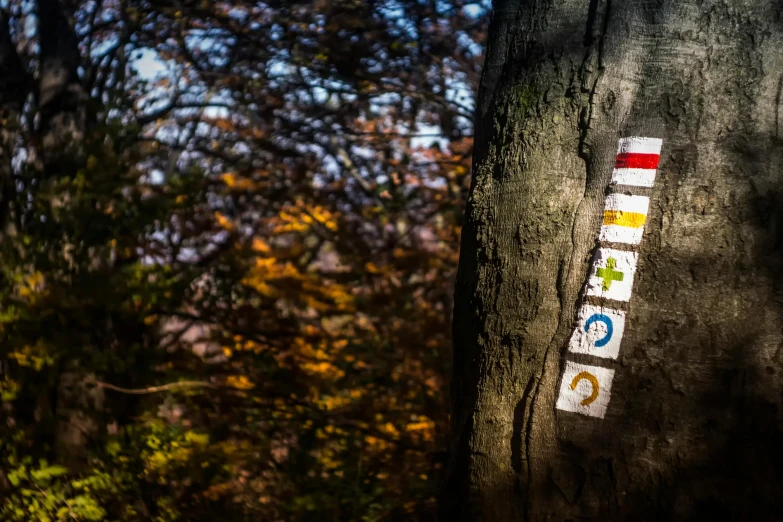 stickers are seen on the trunk of a tree