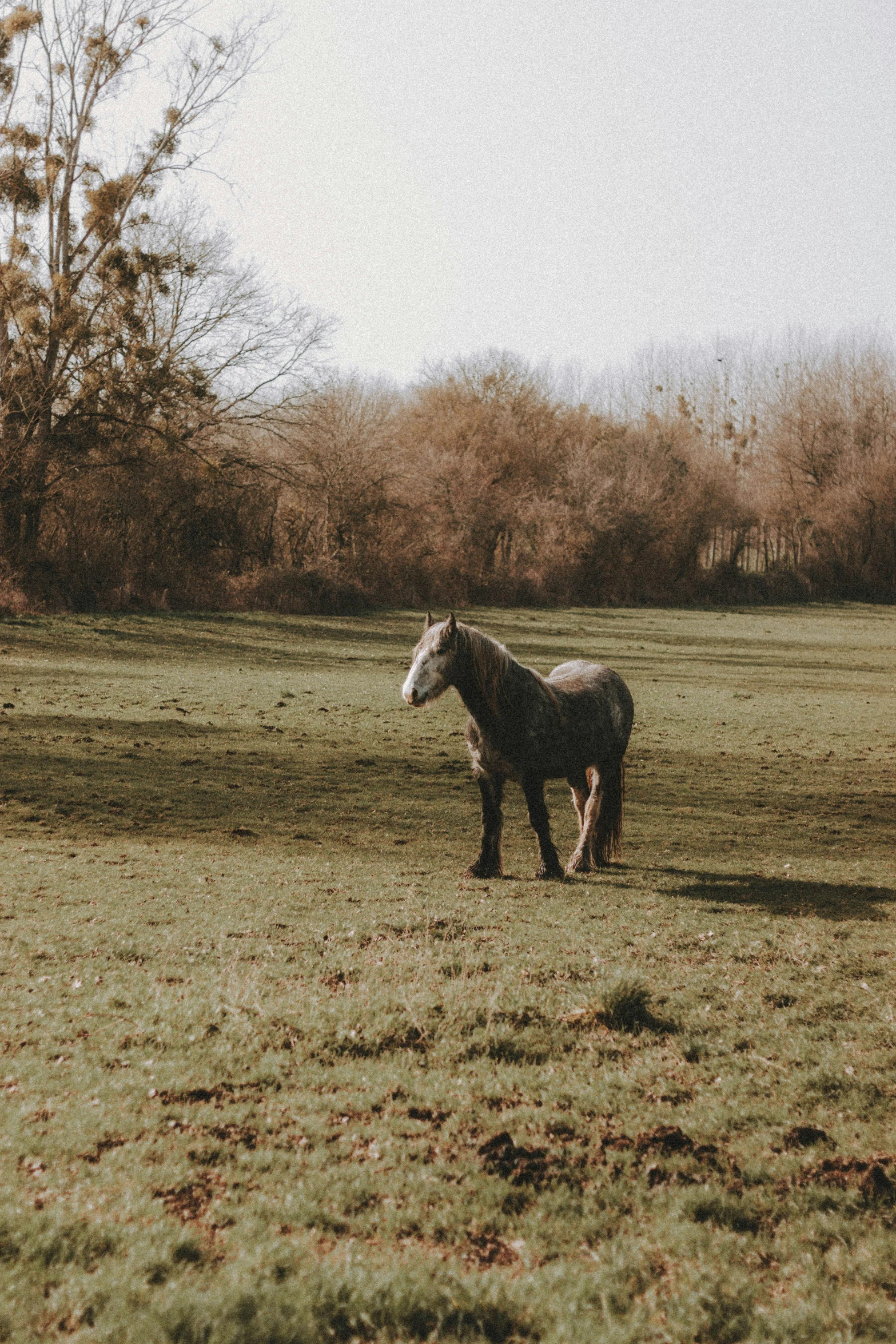 a black and white horse standing in a grass field