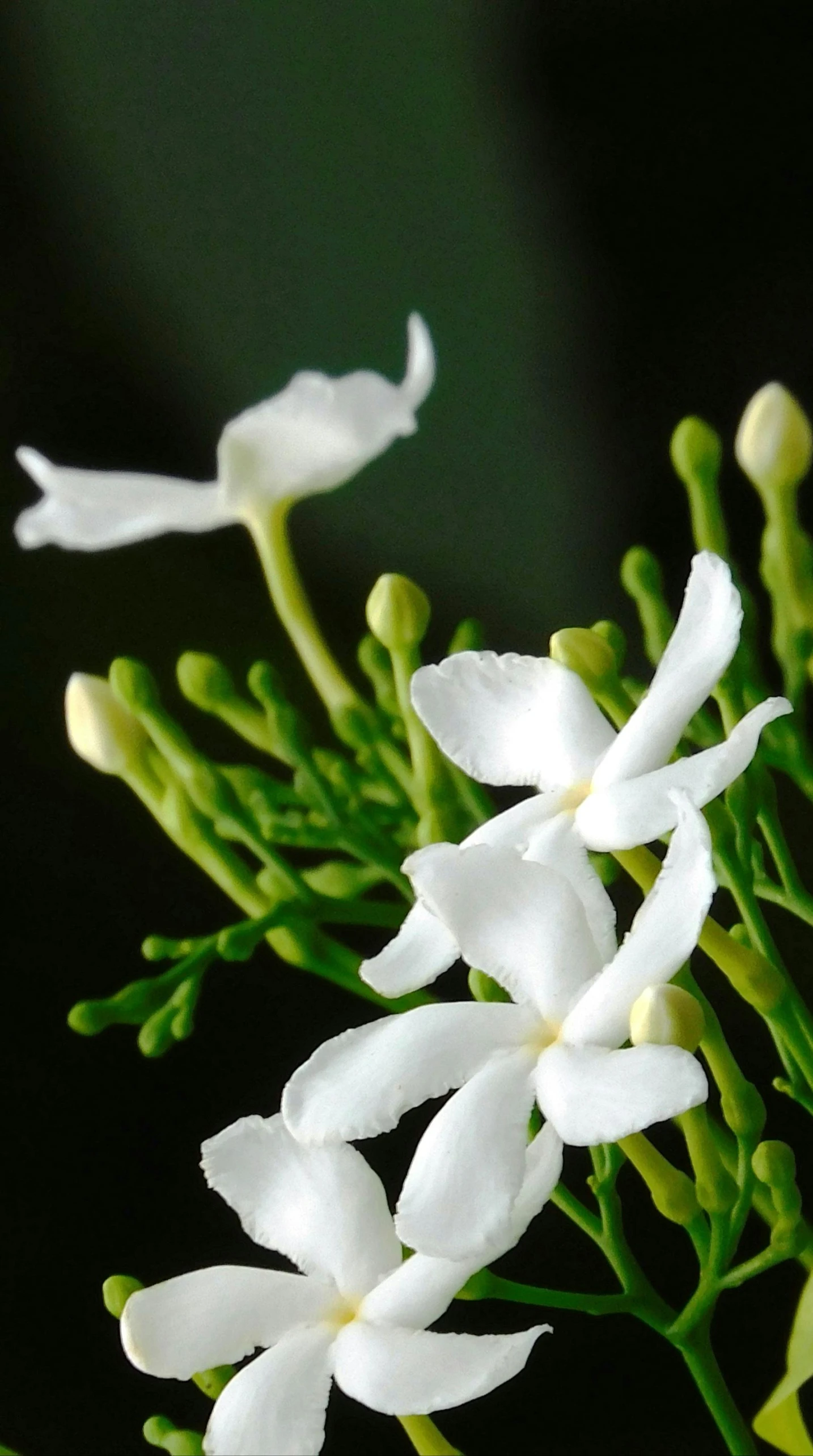 flowers on the side of a white tree