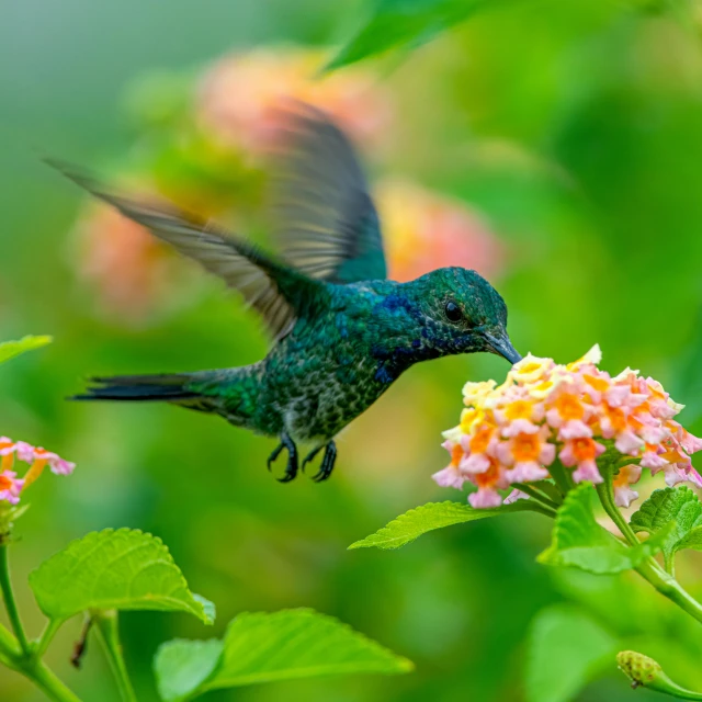 a small blue humming bird flying toward a flower