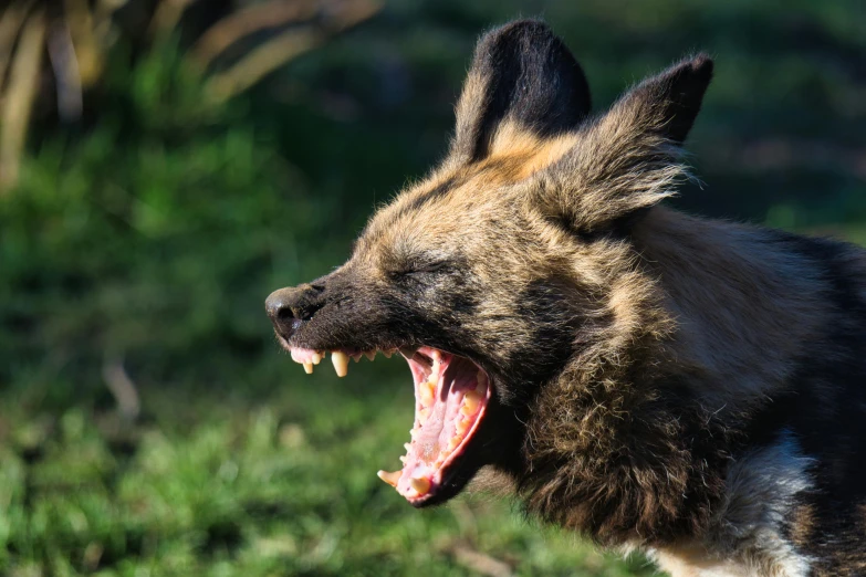 a wild dog with it's mouth wide open showing teeth
