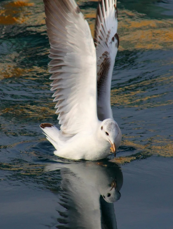 a white bird flying over a body of water