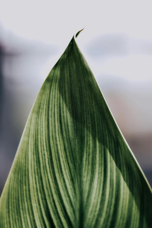 a leaf is shown with the sky in the background