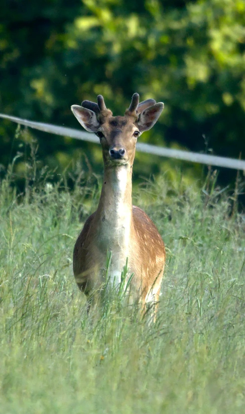 the deer stands in the tall grass looking ahead