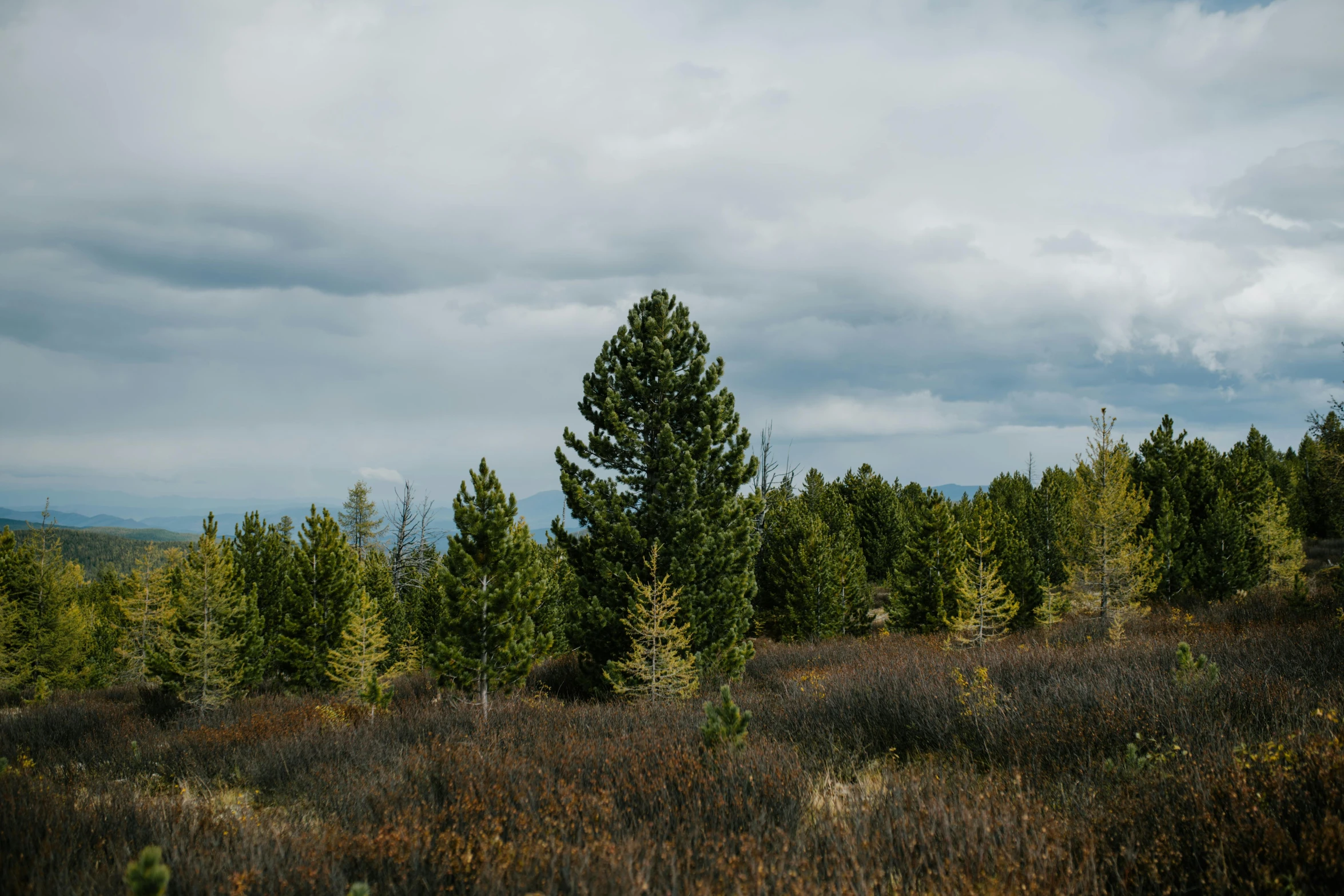 the sky is cloudy over a bunch of trees