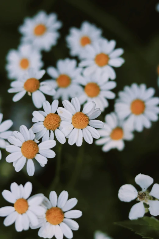 a bunch of daisies sit in the middle of a plant