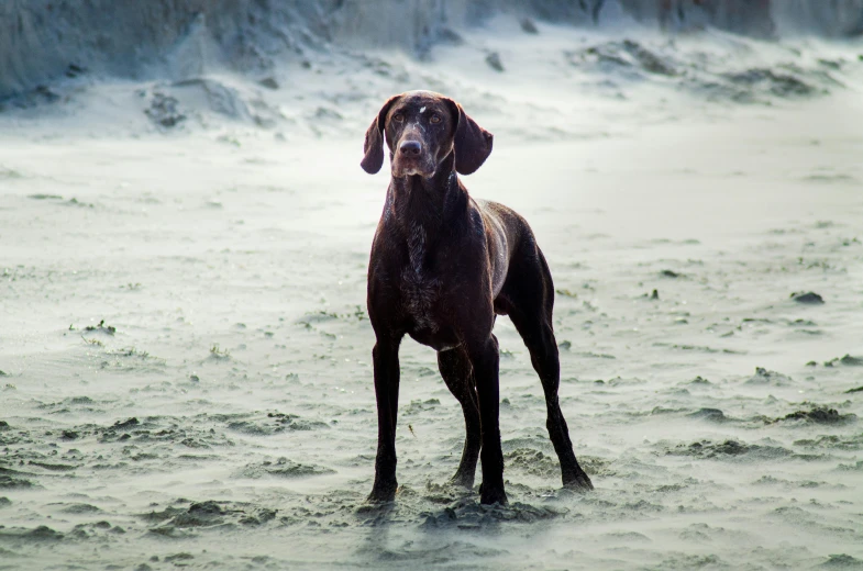 a brown dog with an alert look stands in the water