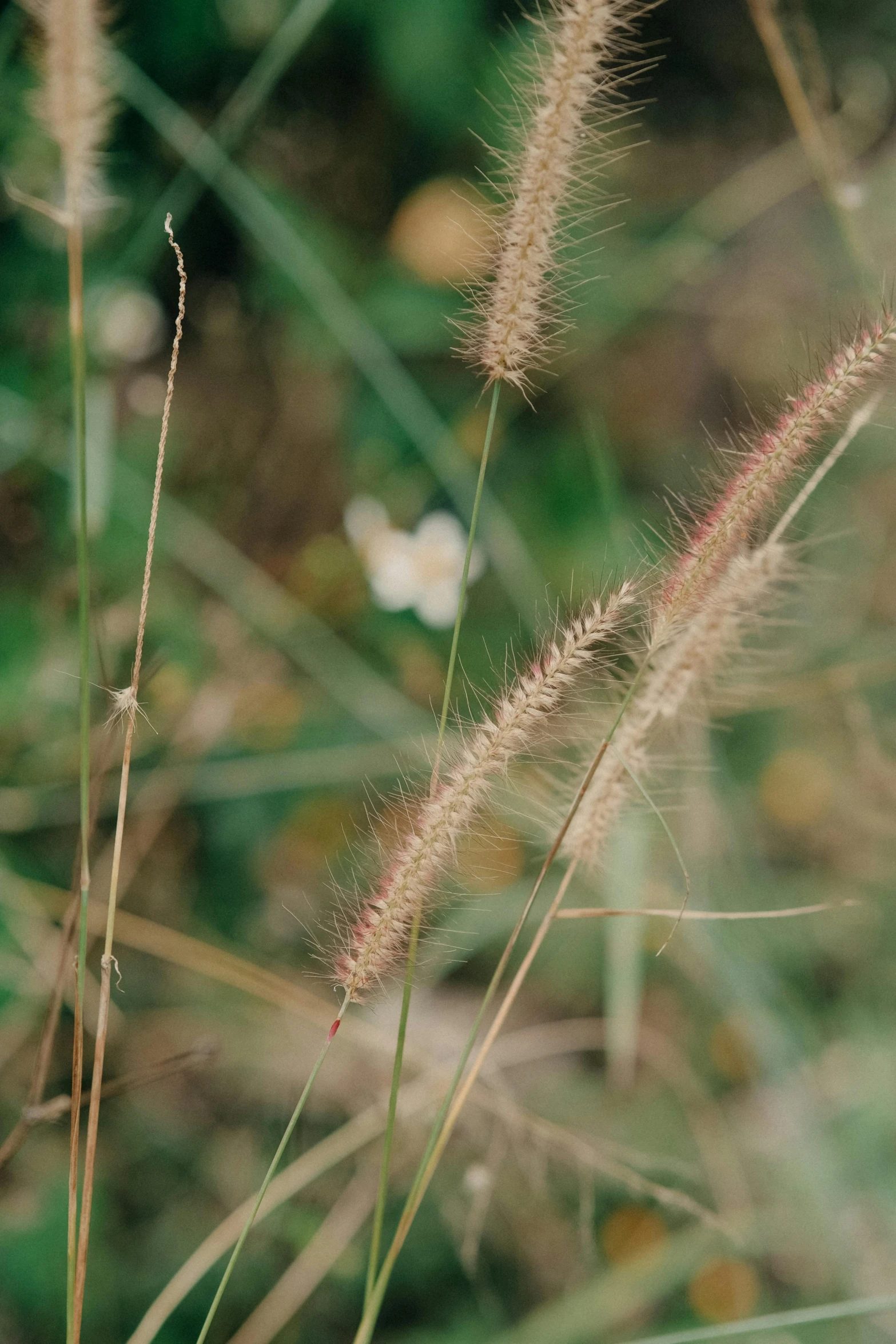 wild grass with blurry background in the countryside