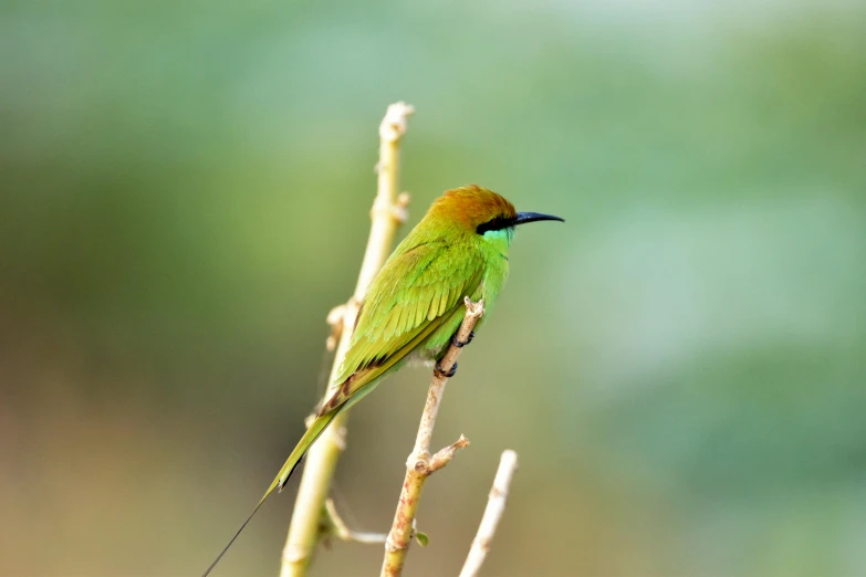 a green bird sitting on top of a tree nch